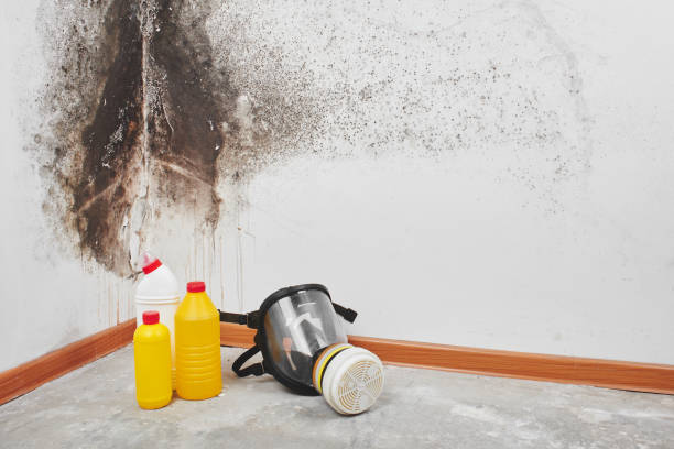 Best Certified Mold Removal  in Rden City, GA