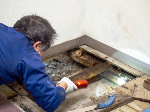 Best Mold Testing  in Rden City, GA