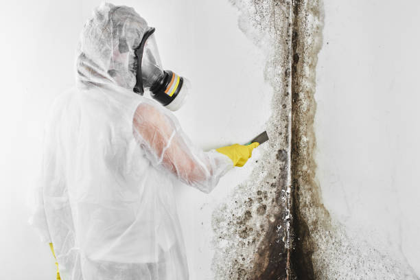 Reliable Garden City, GA Mold Removal Solutions