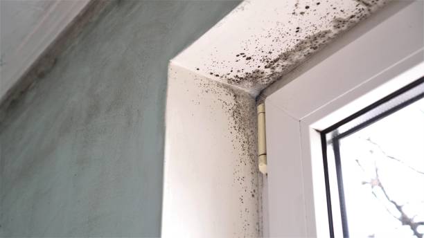 Best Same-Day Mold Removal  in Rden City, GA