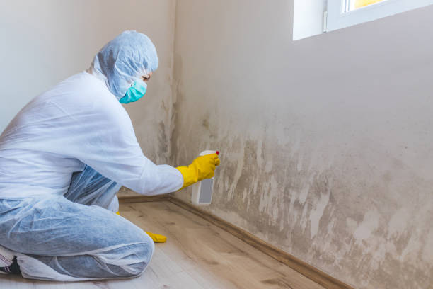 Best Mold Cleaning Services  in Rden City, GA