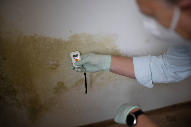 Best Professional Mold Removal  in Rden City, GA