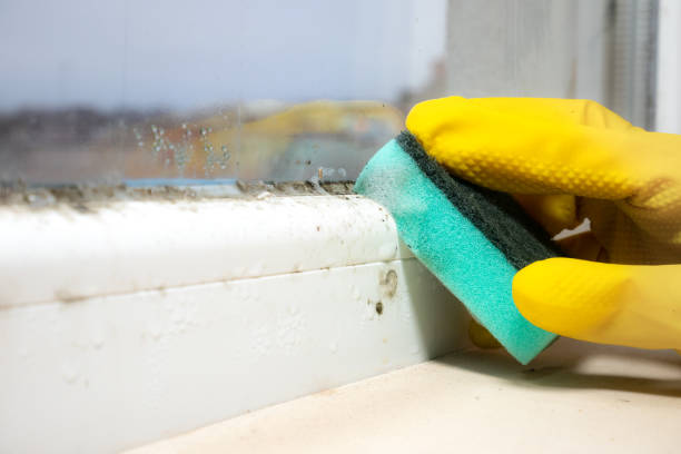 Best Mold Removal and Inspection  in Rden City, GA