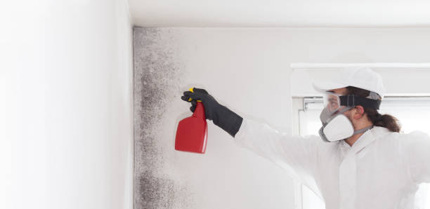 Mold Removal and Inspection in Garden City, GA