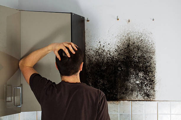Trusted Garden City, GA Mold Removal Experts