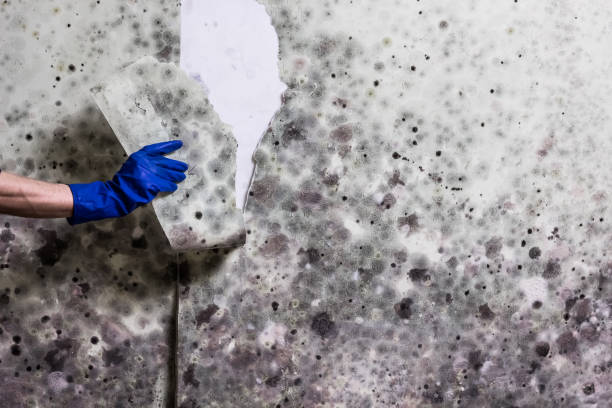 Certified Mold Removal in Garden City, GA