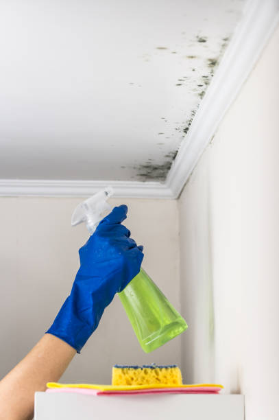 Best Attic Mold Removal  in Rden City, GA
